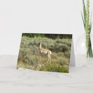 Cartão Pronghorn no Grand Teton National Park