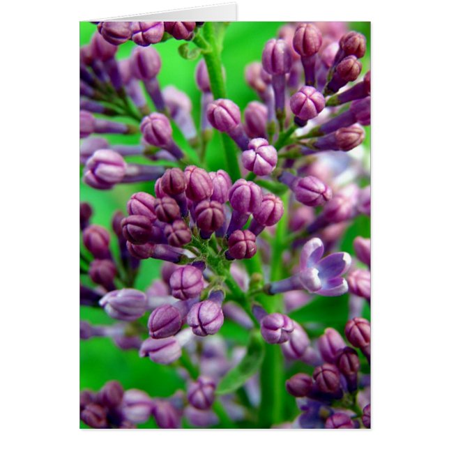 Cartão Pronto para Bloom (Frente)