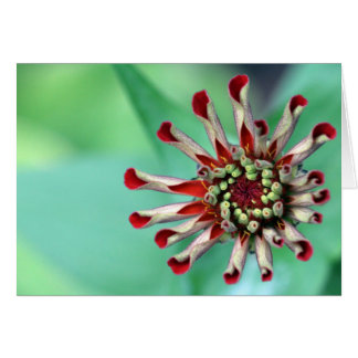 Cartão Pronto para desfazer!