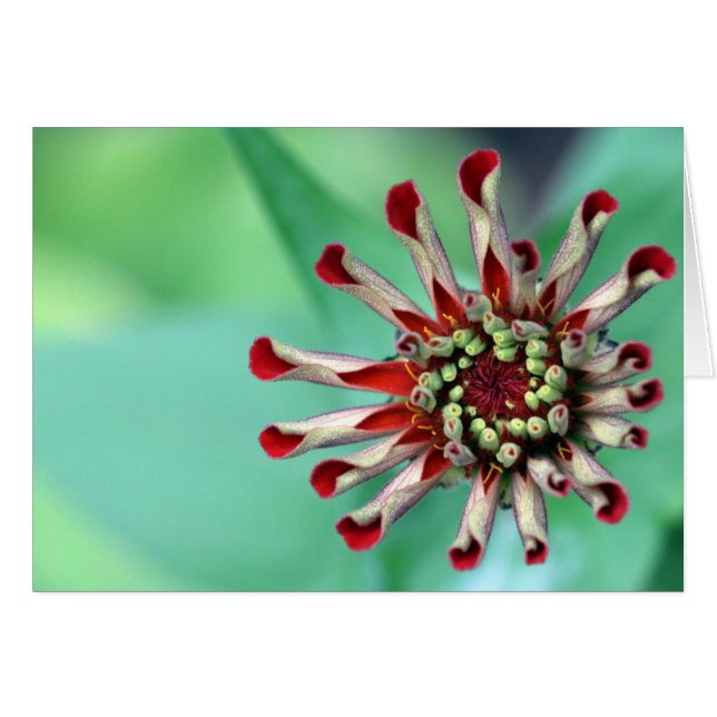 Cartão Pronto para desfazer! (Frente Horizontal)