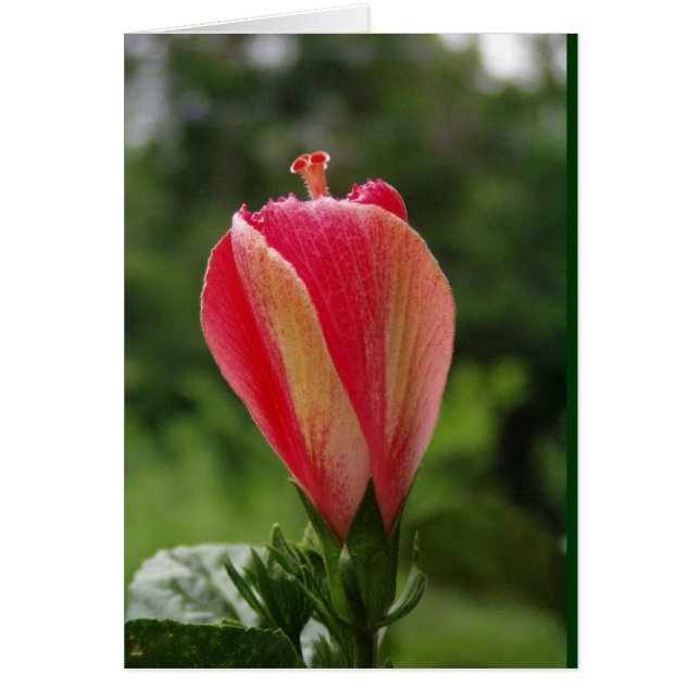 Cartão pronto para florescer (Frente)