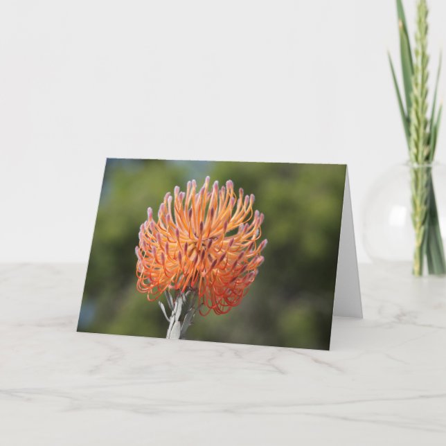 Cartão Protea do pincushion de Rocket (Frente)