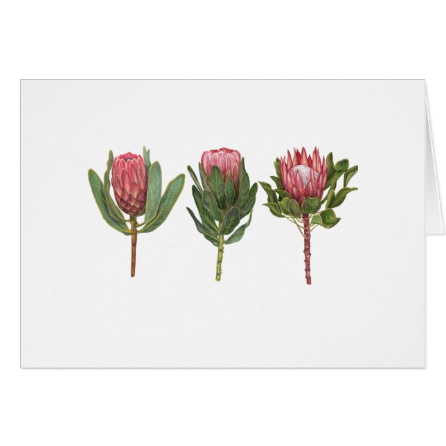 Cartão Protea Notecard (Frente horizontal)