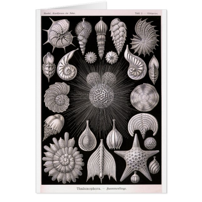 Cartão Protozoa de THALAMOPHORA Kammerlinge (Frente)