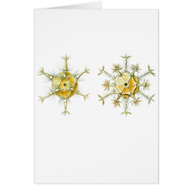 Cartão Protozoários Amoeboid (Frente)