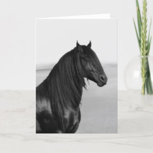Cartão Proud Friesian black stallion horse