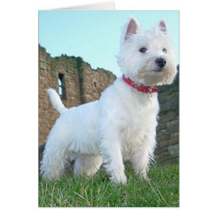 Cartão Proud Westie