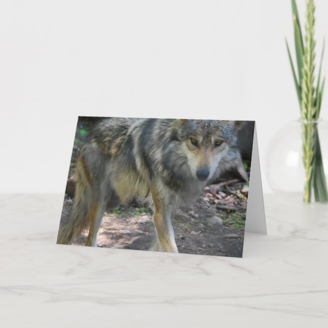 Cartão Prowling Wolf Greeting Card (Frente)