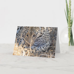 CARTÃO PRÓXIMO AO ROSTO DE LEOPARDO