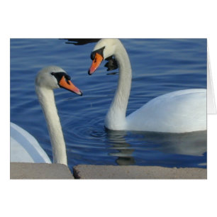 Cartão próximo das cisnes