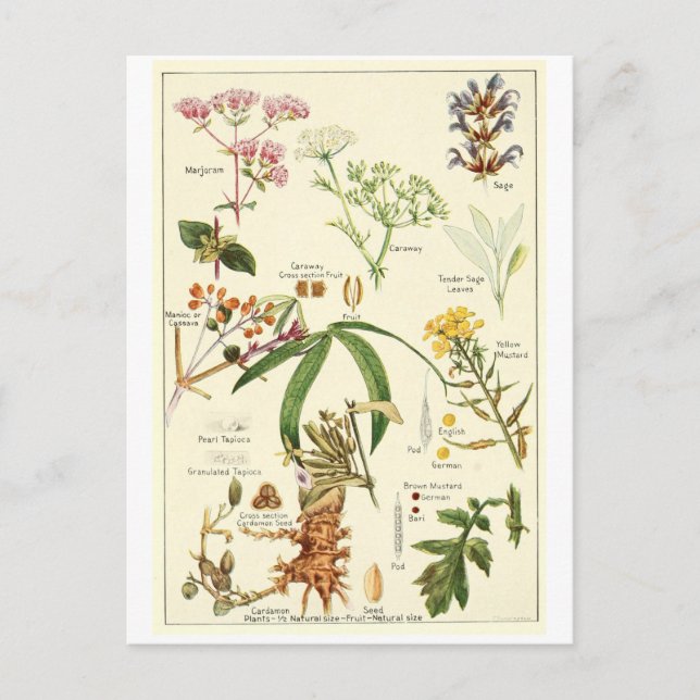 Cartão prudente da receita do cartão da ilustração (Frente)