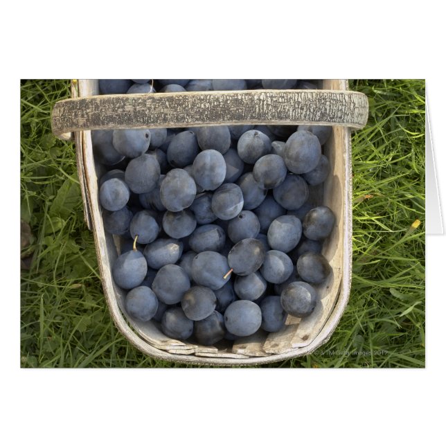 Cartão Prunus domestica, Damsons (Frente Horizontal)