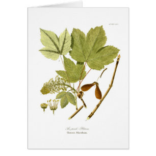 Cartão Pseudo-platanus de Acer