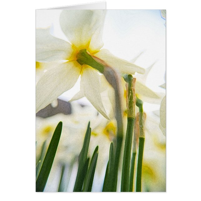 Cartão público de daffodil (Frente)