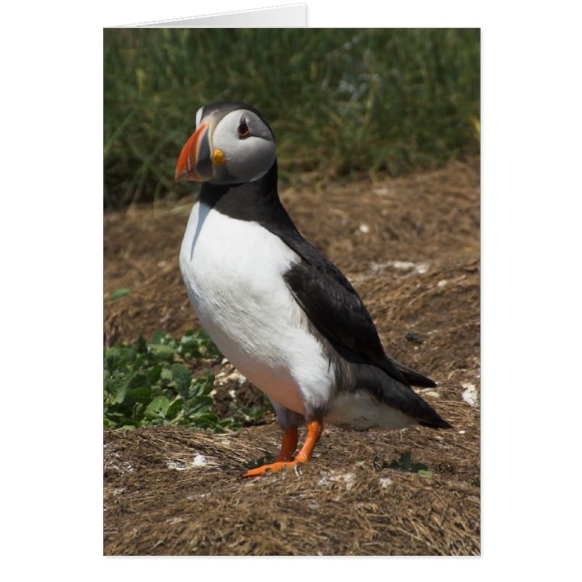 Cartão Puffin (Frente)