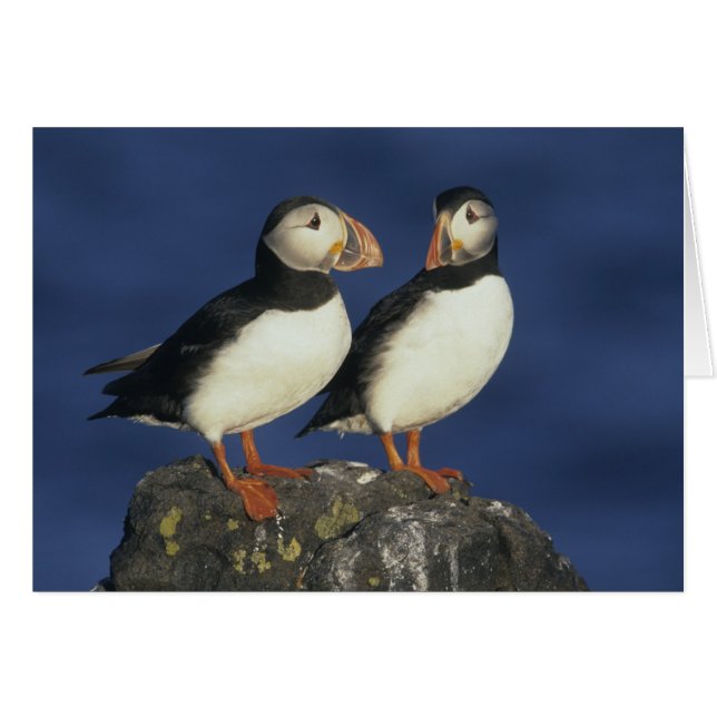 Cartão Puffin Atlântico (Frente Horizontal)