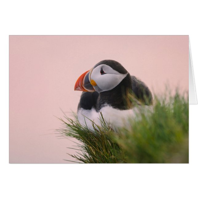 Cartão Puffin Atlântico (Fratercula arctica) (Frente Horizontal)