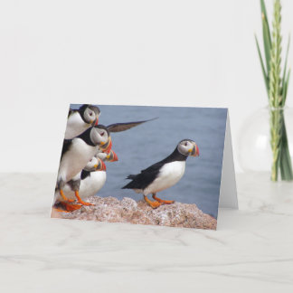 Cartão Puffins Card