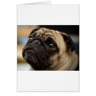 Cartão Pug Adorável