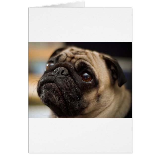 Cartão Pug Adorável (Frente)