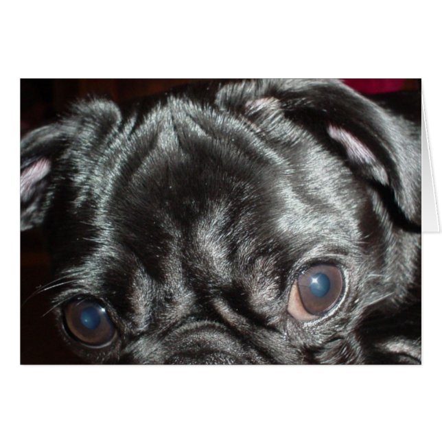 Cartão Pug Closeup Card - Dentro do Vazio (Frente Horizontal)