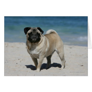 Cartão Pug da jovem corça na praia