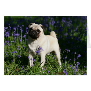 Cartão Pug da jovem corça que está nos Bluebells
