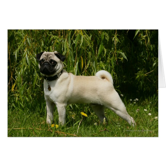 Cartão Pug Looking at Camera (Frente Horizontal)