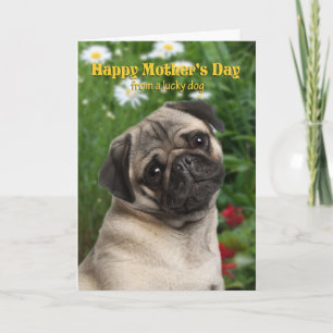 Cartão Pug Mother's Day Card