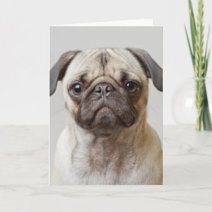 Cartão Pug Portrait