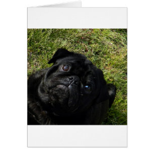 Cartão pug preto