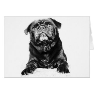 Cartão Pug - Preto PUG Preto e Branco