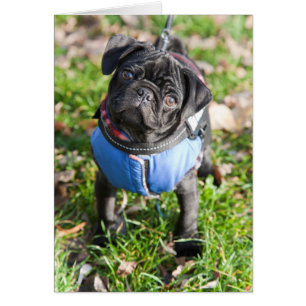 Cartão Pug Preto Vestindo Uma Jaqueta