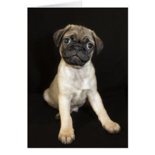 Cartão Pug Puppy Incrível