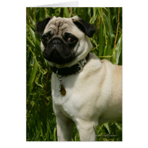 Cartão Pug que olha a câmera