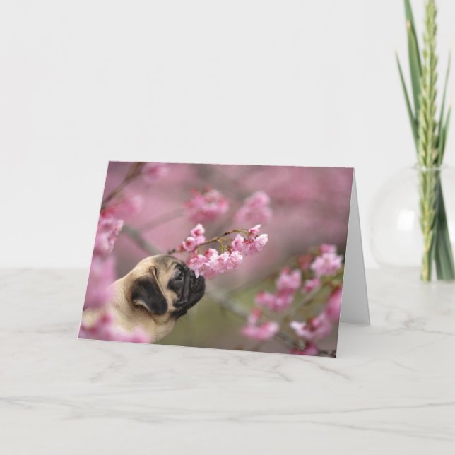 Cartão Pug Smelling Cherry Blossoms (Frente)