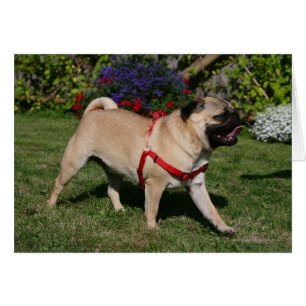 Cartão Pug Vestindo o Harness Vermelho