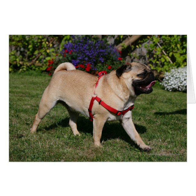 Cartão Pug Vestindo o Harness Vermelho (Frente Horizontal)