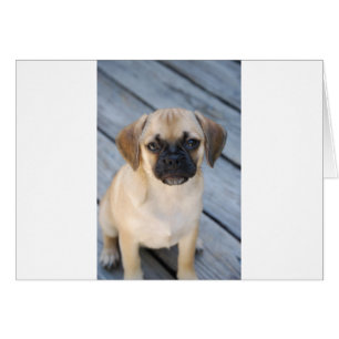 Cartão Puggle