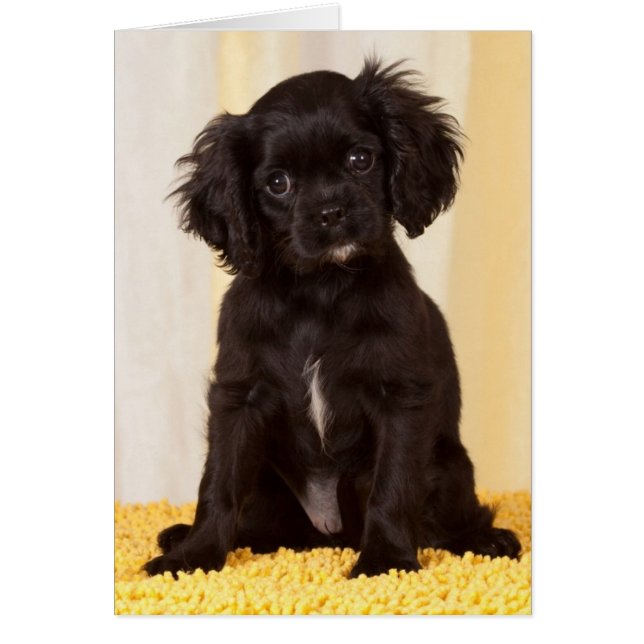 CARTÃO PULVERIZA UMA CAVALEIRA NEGRA CHARLES SPANIEL (Frente)