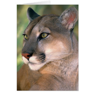 Cartão Puma, Califórnia