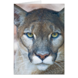 Cartão Puma, leão-da-montanha, pantera-da-flórida, Puma