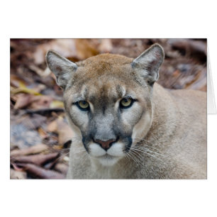 Cartão Puma, leão-da-montanha, pantera-da-flórida, Puma