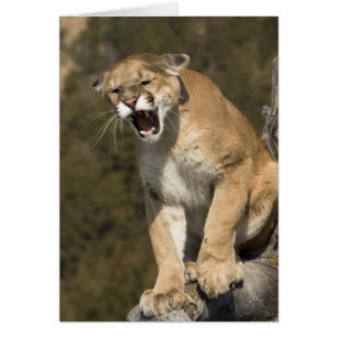 Cartão Puma ou leão-da-montanha, puma concolor, Cativo -