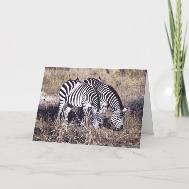 Cartão Pundamilia (Zebra) Pair (Frente)