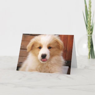 Cartão Pup de Collie de Borda Dourada~Notecard