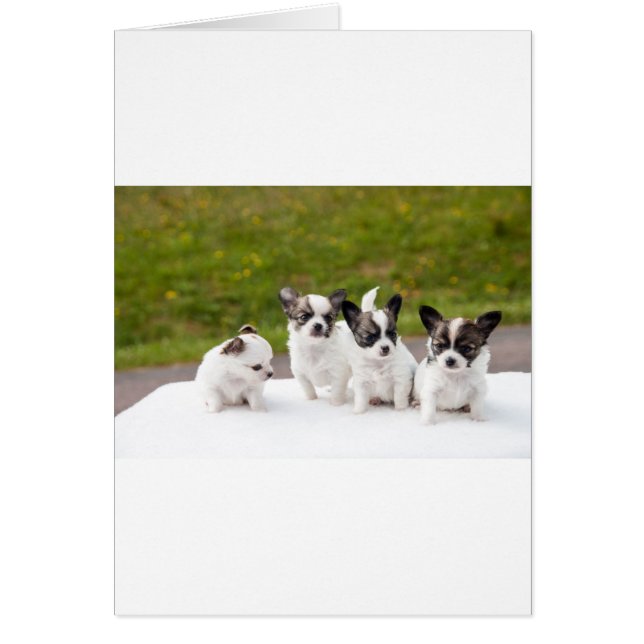 Cartão puppies-453532.jpg (Frente)