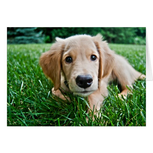 Cartão Puppy (Frente Horizontal)