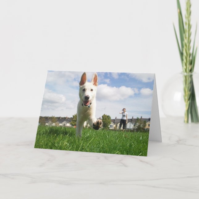 Cartão Puppy at Play Greeting Card (Frente)