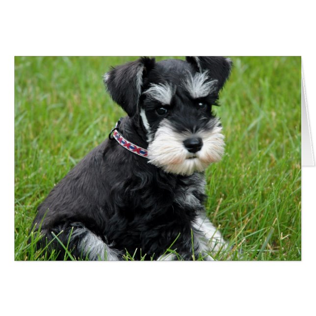 Cartão Puppy Attitude (Frente Horizontal)